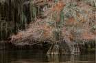 Bald cypress trees and autumn colors in southern swamp, Caddo Lake, Texas. Art Print